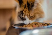 ¿Por Qué Los Gatos No Quieren Trabajar Por Su Comida?