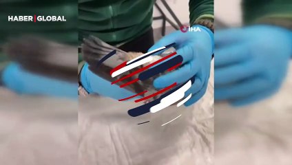 Kocaeli'deki patlamada yaralanan güvercinler 2,5 aylık tedavi süreçlerinin ardından doğaya salındı