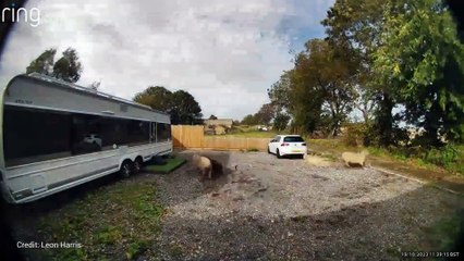 Dog attacks sheep in Ripple, near Deal