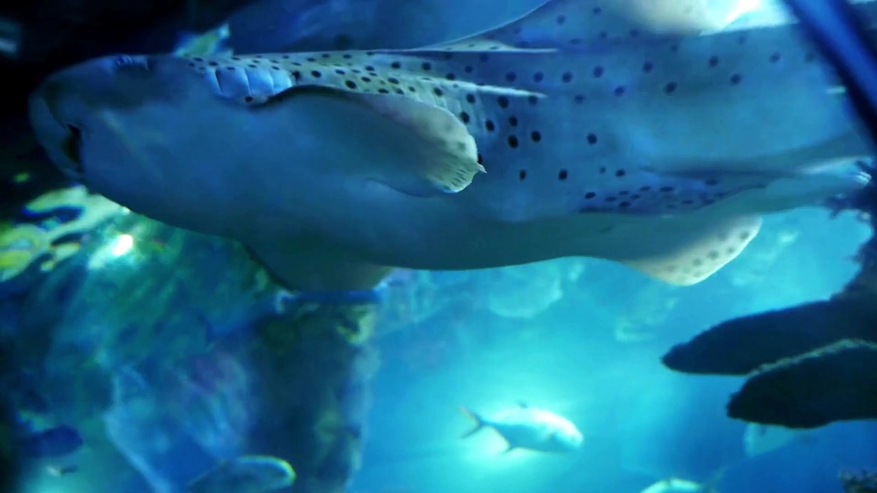 shark video