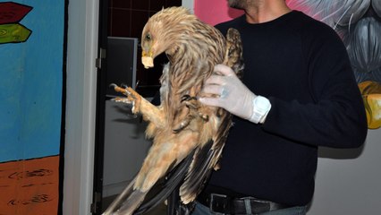 Şah Kartalı bitkin halde bulunduğu Yozgat'ta koruma altına alındı