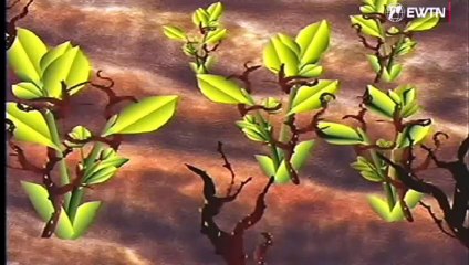 La Parabola del Sembrador por Woody Samonji Loquendero