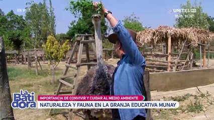 Video: Avestruz le ‘robó’ su sombrero a Ronald Arnez y así reaccionó el presentador 