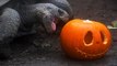 Tortoises, dragons and Sumatran tigers enjoy pumpkins at London Zoo ahead of Halloween