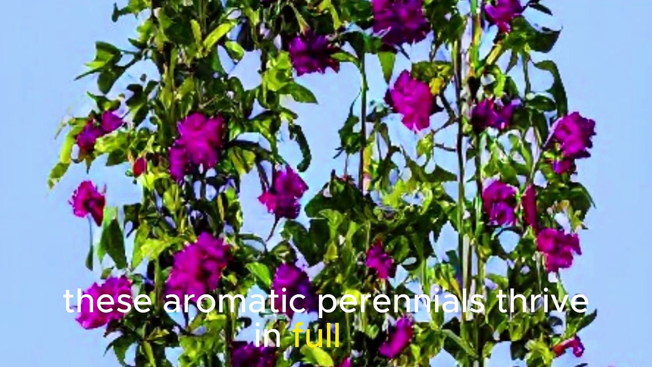 10 Low Maintenance Garden Plants | Ideal Choices for Busy Gardeners