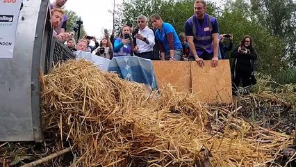 Watch as Beavers are released into London as part of a rewilding project