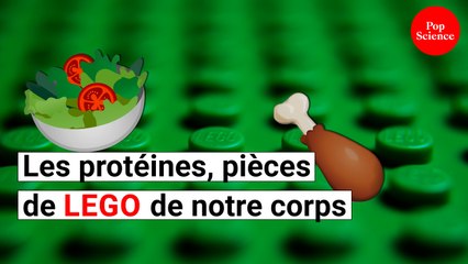 Les protéines, ce n’est pas que du muscle