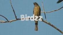 Birdzz Promotiefilmpje
