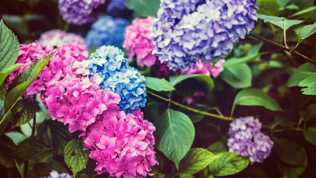 How to Start an Herb Garden Tips for Growing Your Own Culinary Herbs,