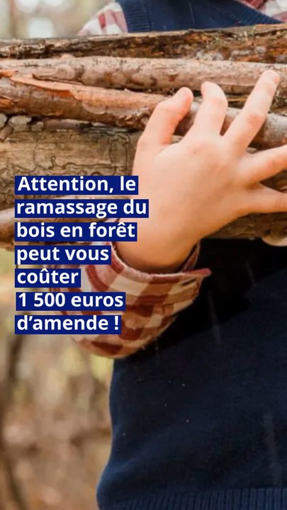 Chauffage : attention, le ramassage du bois en forêt peut vous coûter 1 500 euros d’amende !