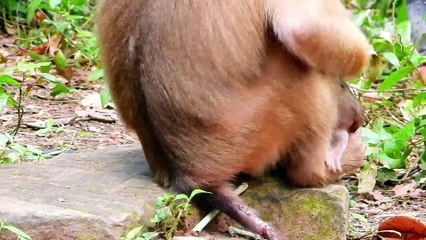 Little baby crying seizures until tired