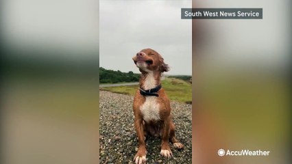 Adorable cocker spaniel braves Babet winds