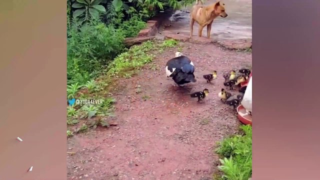 Çocuklarını korumaya çalışan anne ördek