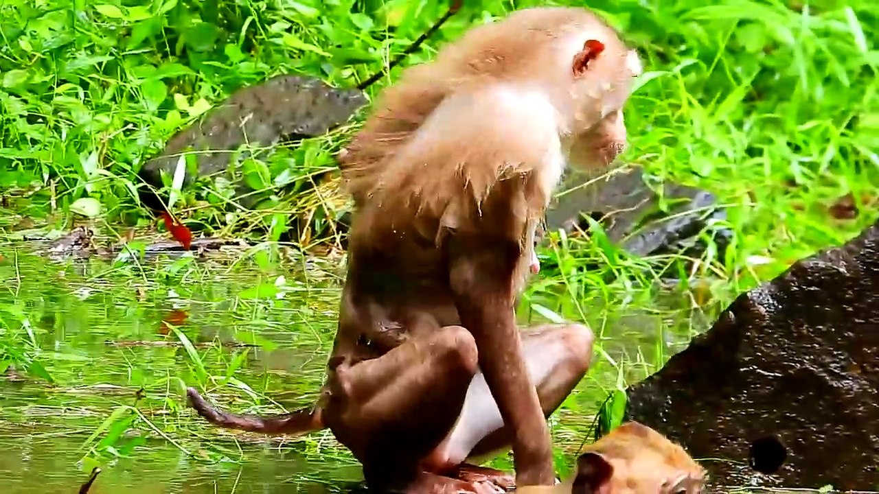 Little baby very cool cry hug mom by hungry milk