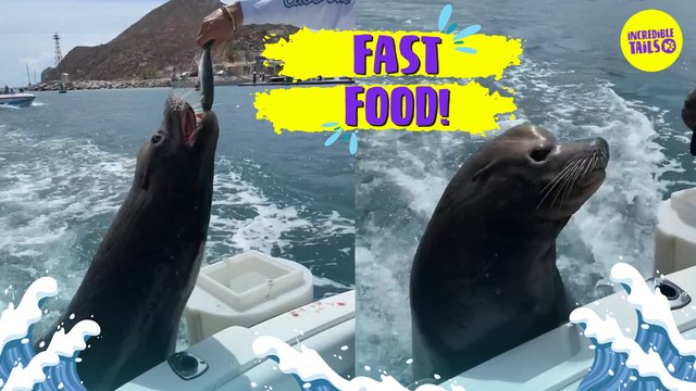 Cheeky Sealion CLIMBS ON BOAT to Eat Fish