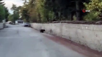 Ayı ve yavrusu şehre indi