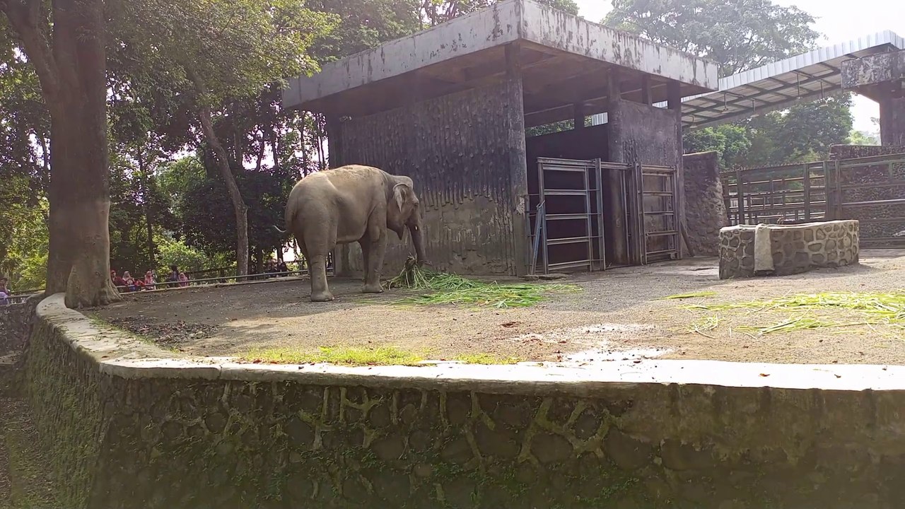 The elephant is eating