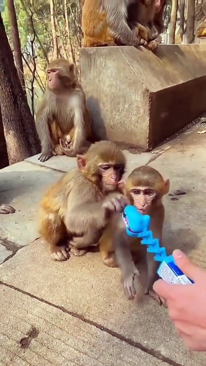 Funny monkey 