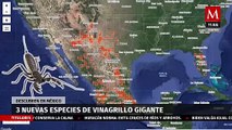 Descubren tres nuevas especies de vinagrillo gigante en México; suelen confundirlos con alacranes
