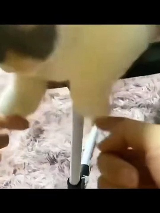 Tingkah lucu kucing