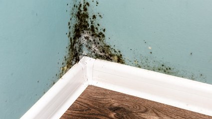 The Right Way to Get Rid of Mold in Your Home, According to Experts
