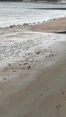 Centenas de sardinhas mortas dão à costa em praia da Galiza