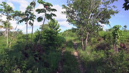 La lucha de la mayor selva de Centroamérica por sobrevivir a la ganadería ilegal