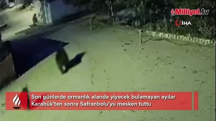 Anne ayı ve yavrusu Safranbolu'yu mesken tuttu