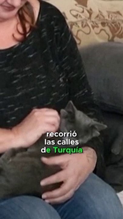 La única gata con 4 orejas #historiasincreibles