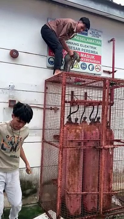Cage Climb Rescue Of Cat