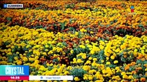 Miles de flores de cempasúchil le dan vida a la catrina de Taxco