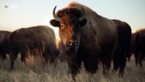The American Buffalo | show | 2023 | Official Trailer