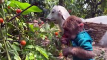 Funniest Animals Video - Best Monkey CUTIS and Goat, DogVideos of 2023 Compilation!