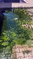 Artistas levados à Turquia por empresário de SC mostram esgoto em alojamento