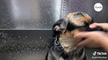 Toelettatrice lascia tutti senza parole svelando un cane unico (Video)