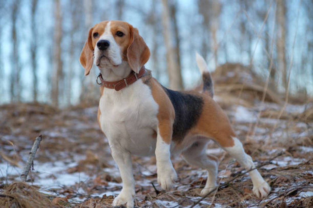 ¿Cómo Enseñar A Tu Perro A Respetar La Naturaleza?