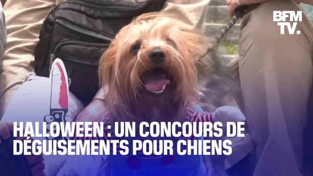 Au Pérou, ces chiens font un concours de déguisements pour Halloween