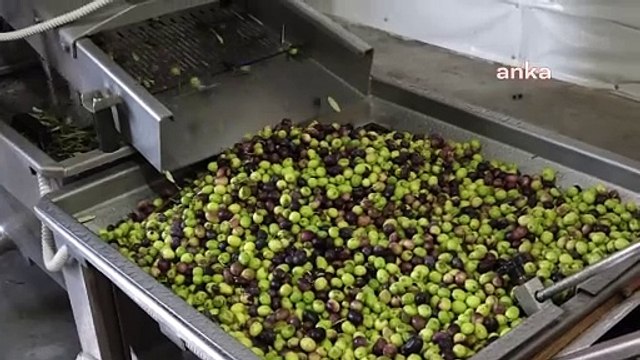 Edremit Belediyesi ve Balıkesir Üniversitesi Zeytincilik İçin İş Birliği Yapacak