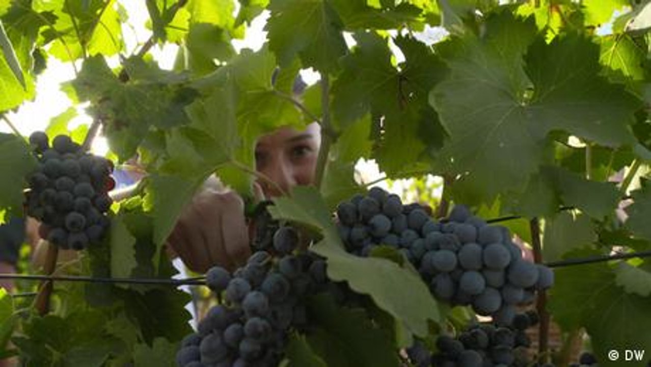 Türkei: Eine Frau kämpft für ihre Weine