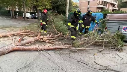 Siena, pino cade davanti a un'auto in corsa