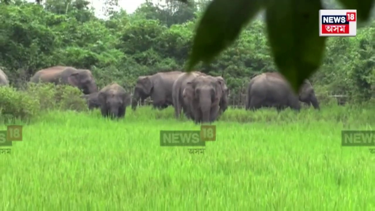 Elephant Terror in Dudhnoi _ দুধনৈৰ মাজ-জাখিলীৰ গুৱাবাৰী গাঁৱত ১২, ১৫ জনীয়া এটা হাতীৰ জাক _ N18V