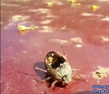 The Japanese have learned how parasitic fungi control the bodies of insects