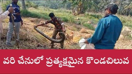 చిత్తూరు: జిల్లాలో భారీ కొండచిలువ కలకలం