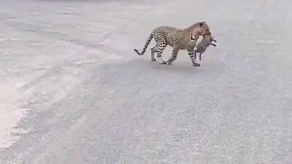 Too Painful.. Wild Boars Coordinate To Attack Leopard Mercilessly. Who Will Be The Winner_