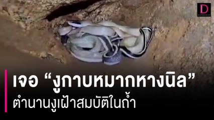เจอ "งูกาบหมากหางนิล" ตำนานงูเฝ้าสมบัติในถ้ำจับคู่ผสมพันธุ์ | HOTSHOT เดลินิวส์ 25/10/66