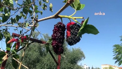 Kadirli'de Dut Ağacı İkinci Kez Meyve Verdi