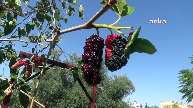 Kadirli'de Dut Ağacı İkinci Kez Meyve Verdi
