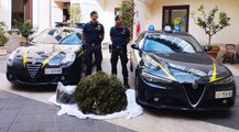 Marijuana, Guardia di Finanza sequestra cinque piantagioni nel Casertano (25.10.23)