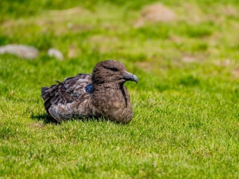 Massensterben droht: Die Vogelgrippe erreicht die Antarktis