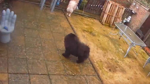 Cruel burglars intimidate innocent dogs by threatening to hurt them